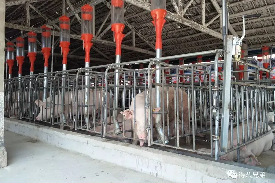 Pakan lan langkah-langkah manajemen kanggo farrowing sow