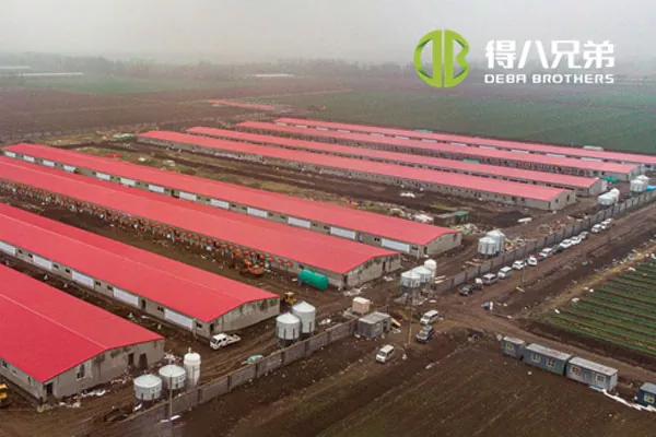 ãProyek lengkapãShandong Zhucheng4800 sows farm