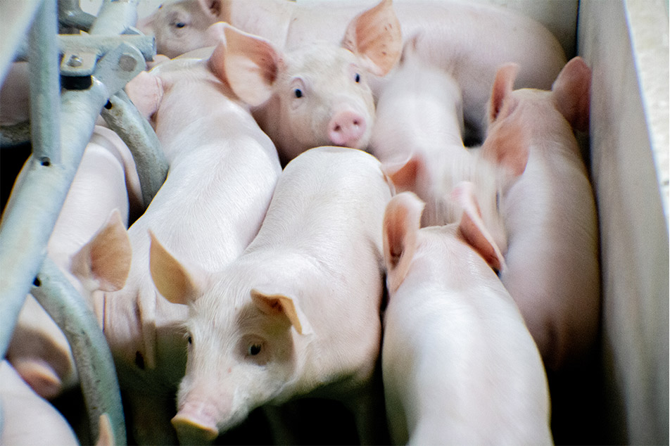 Welsafe Farrowing Crate: Elevating Pig Welfare in Farrowing Management