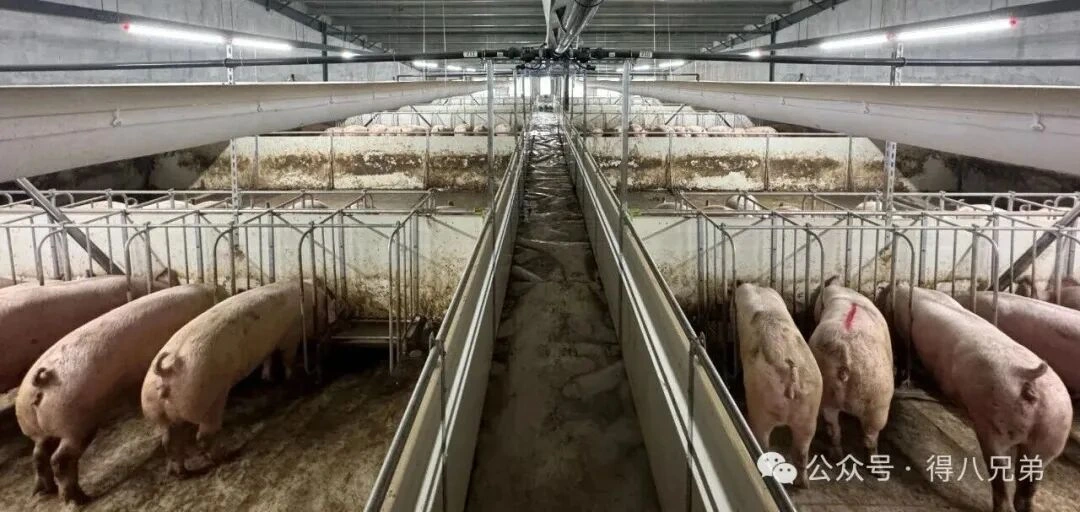 Bahan Baku Lokal: Sinergi Inti lan Keuntungan Nilai saka Pakan Cairan ing Peternakan Babi