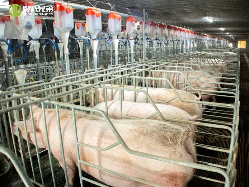 Manajemen Ventilasi Pig House: Saka Kesalahan Umum kanggo Solusi Ilmiah - Pandhuan Komprehensif