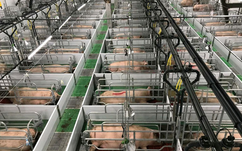 Nutrisi sing Tepat & Manajemen Ilmiah: Ngiyataken Pembiakan Efisien saka Gestating Sows - Debabrother Mbantu Peternakan Babi Ngapikake Kualitas lan Efisiensi