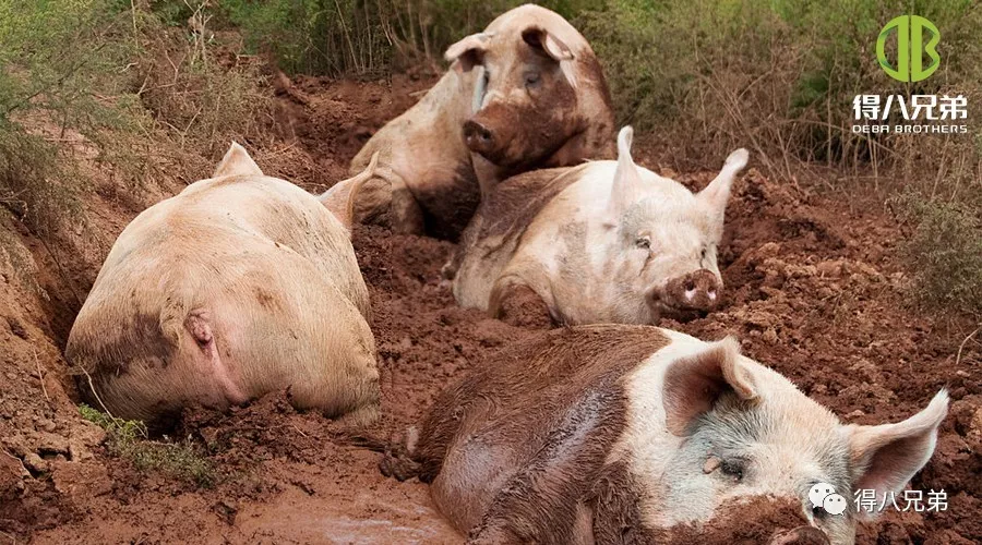 Pengaruh Tekanan Panas ing Kesehatan Usus, Sistem Kekebalan lan Kualitas Daging Babi