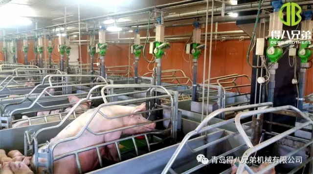 Kepiye Dampak Status Nutrisi Sows Menyusui ing Babi?
