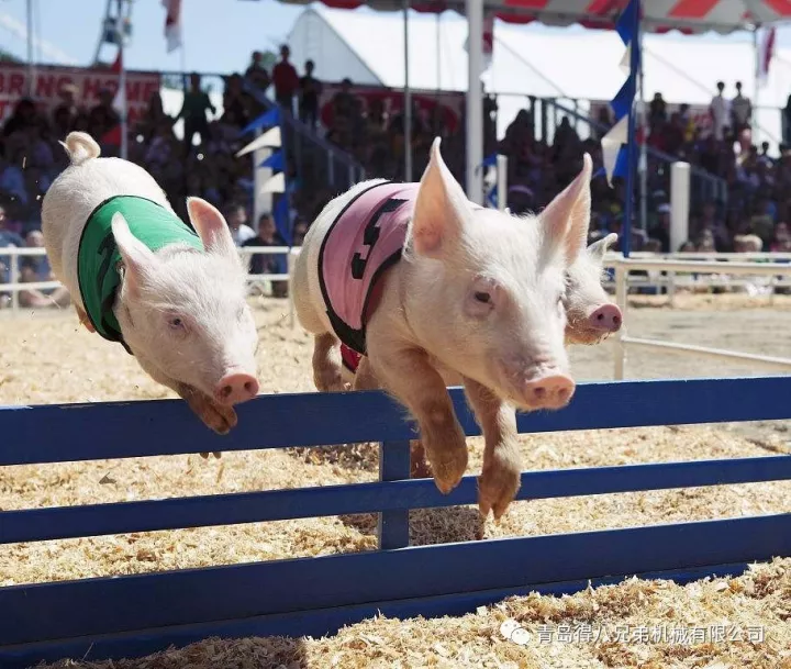 Carane Peternakan Babi Shorten Sows 'Farrowing Duration kanggo Pangiriman Piglet Efisien