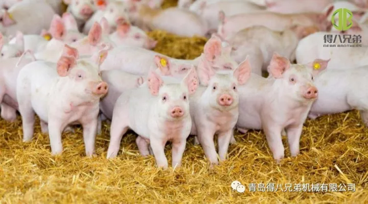 Ngapikake Kesejahteraan Kewan Peternakan Babi - Edisi China