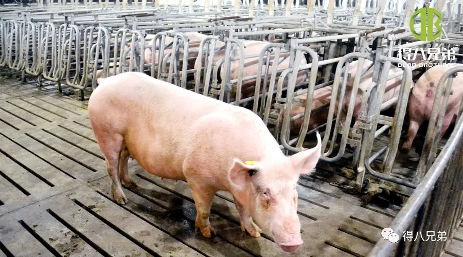 Efek saka Feed Fermentasi ing Gestating Sows
