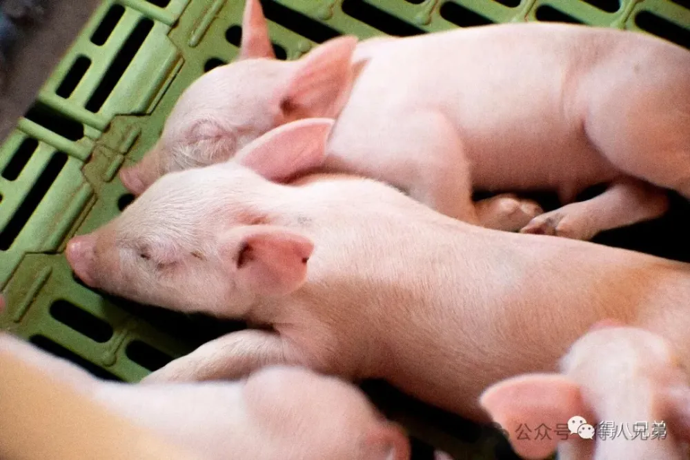 Simpen Buruh & Cut Pre-Weaning Piglet Mortalitas