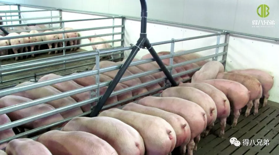 pig farming